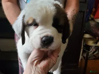 Saint Bernard dogs Saint Bernard Puppy 5 - Ad 26