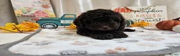Miniature Poodle dogs for sale: Arnold Jay - Ad 4