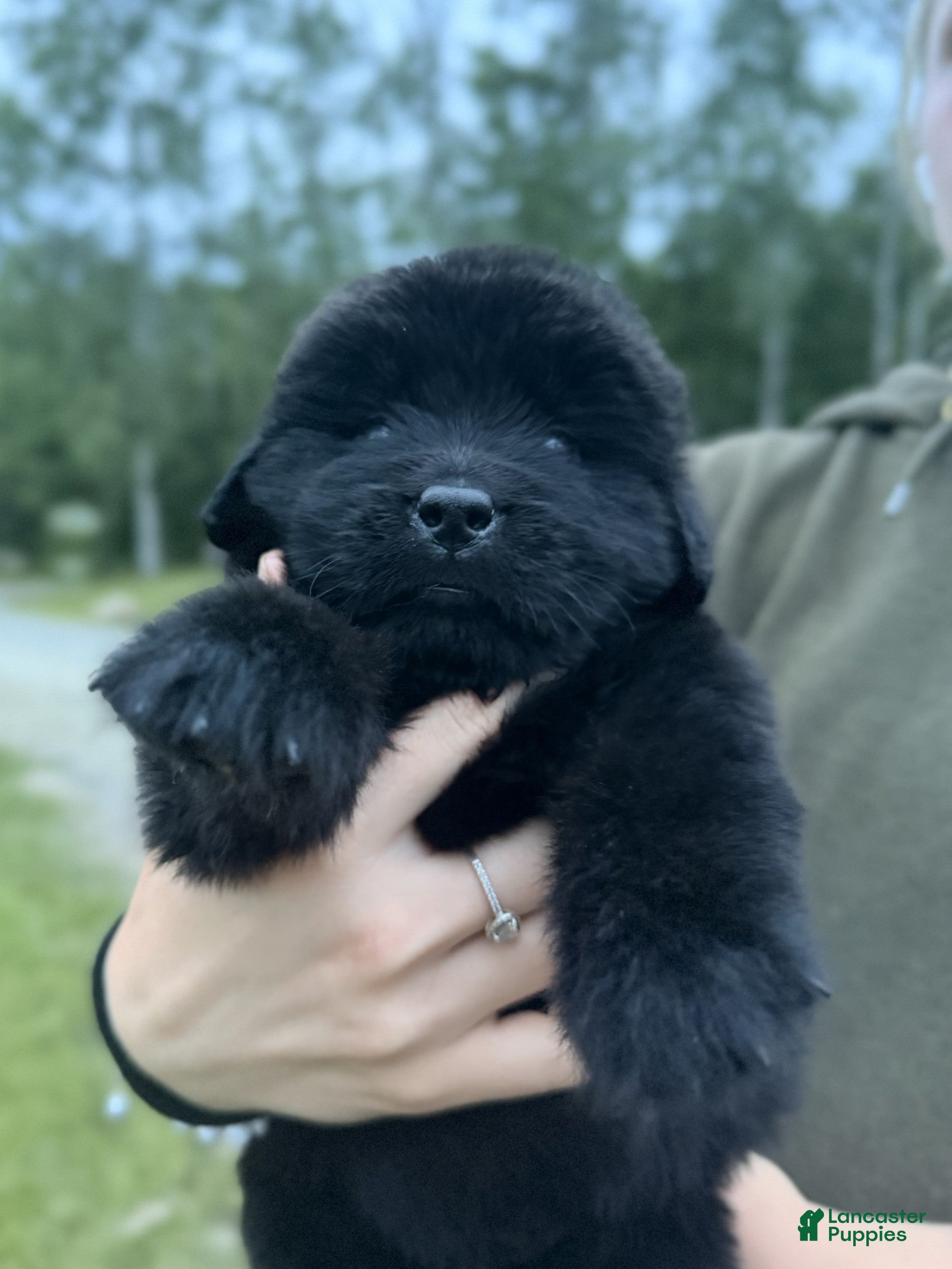 Newfoundland dogs Janis Joplin - Ad 2