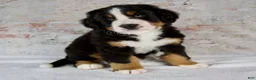 Bernese Mountain Dog dogs for sale: Rover - Ad 5