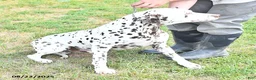 Dalmatian dogs for sale: Chief - Ad 5