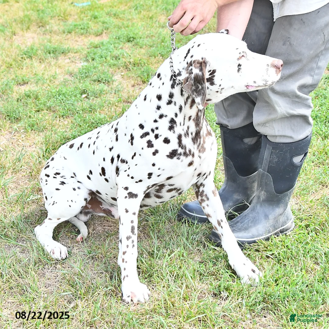 Dalmatian dogs for sale: Chief - Ad 5