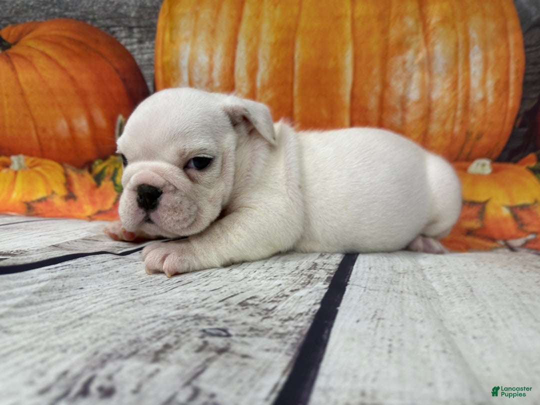 English Bulldog dogs for sale: Powder  - Ad 3