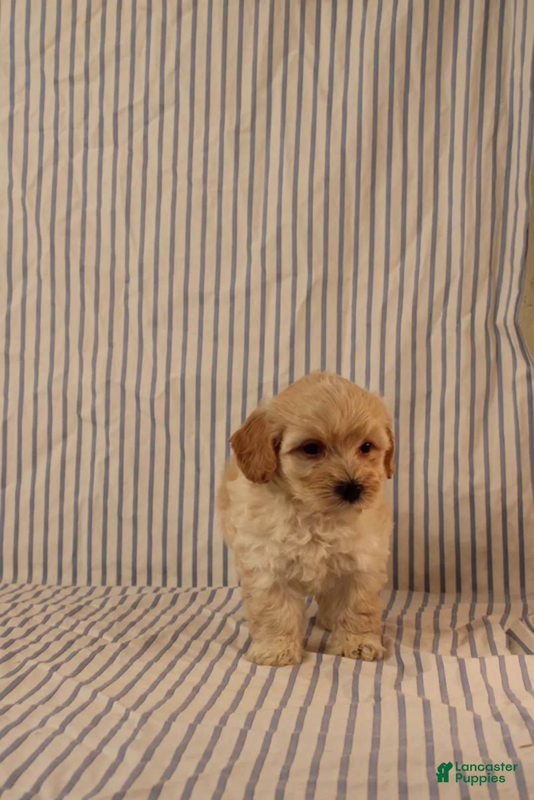 Maltipoo dogs for sale: Jethro - Ad 2