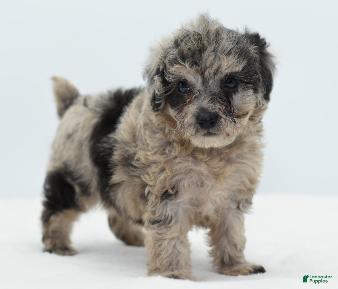Toy Poodle dogs for sale: Blue merle female toy poodle  - Ad 8