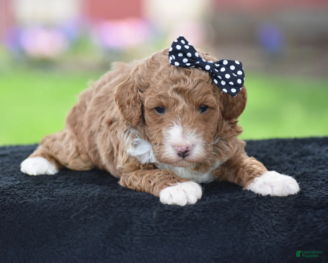 Miniature Poodle dogs for sale: Candie - Ad 1