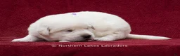 Labrador Retriever dogs for sale: Meredith - Ad 3