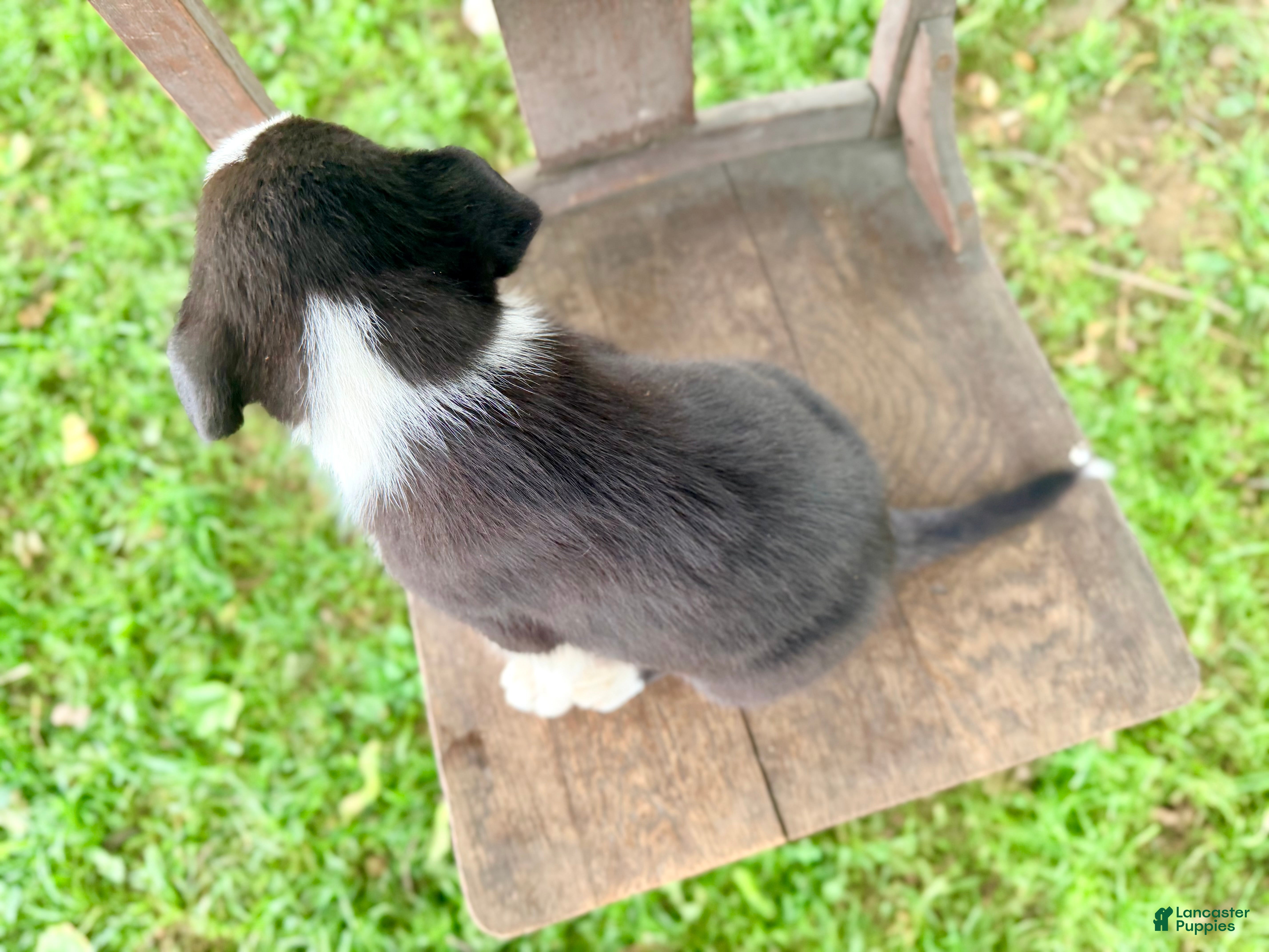 Border Collie dogs Scout - Ad 2