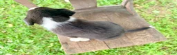 Border Collie dogs for sale: Scout - Ad 2