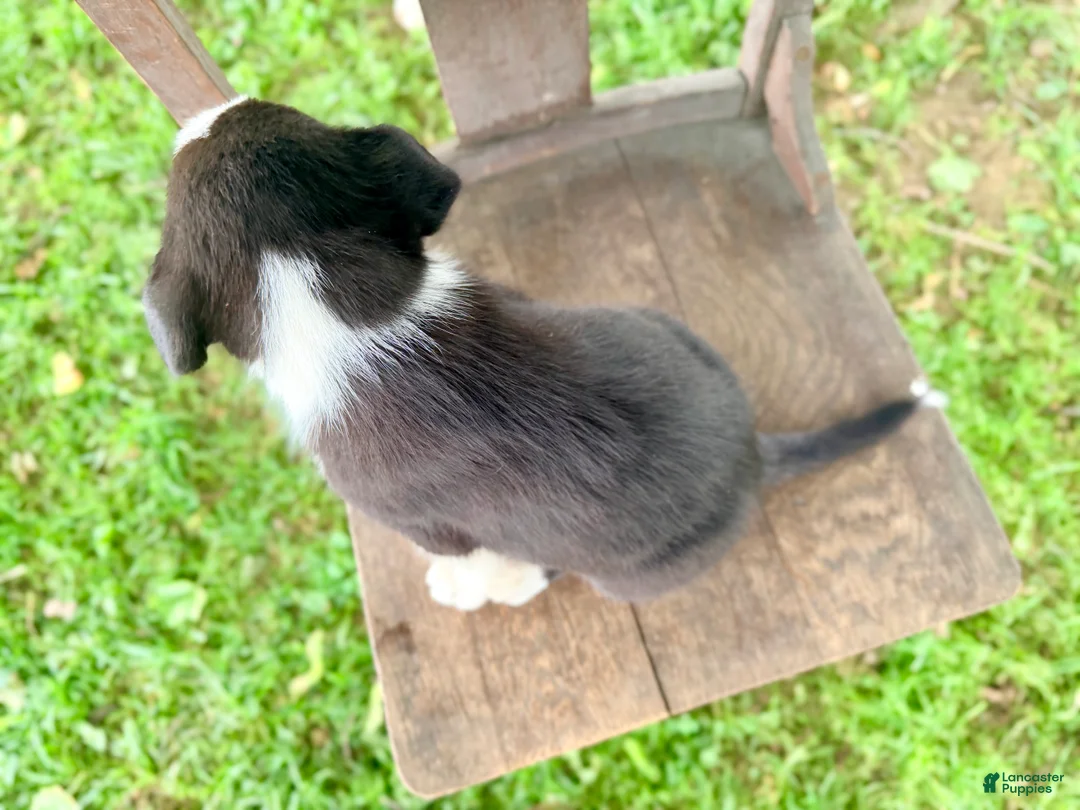Border Collie dogs for sale: Scout - Ad 2