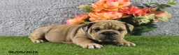 English Bulldog dogs for sale: Maggie - Ad 5