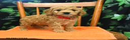 Cockapoo dogs for sale: Sailor  - Ad 3