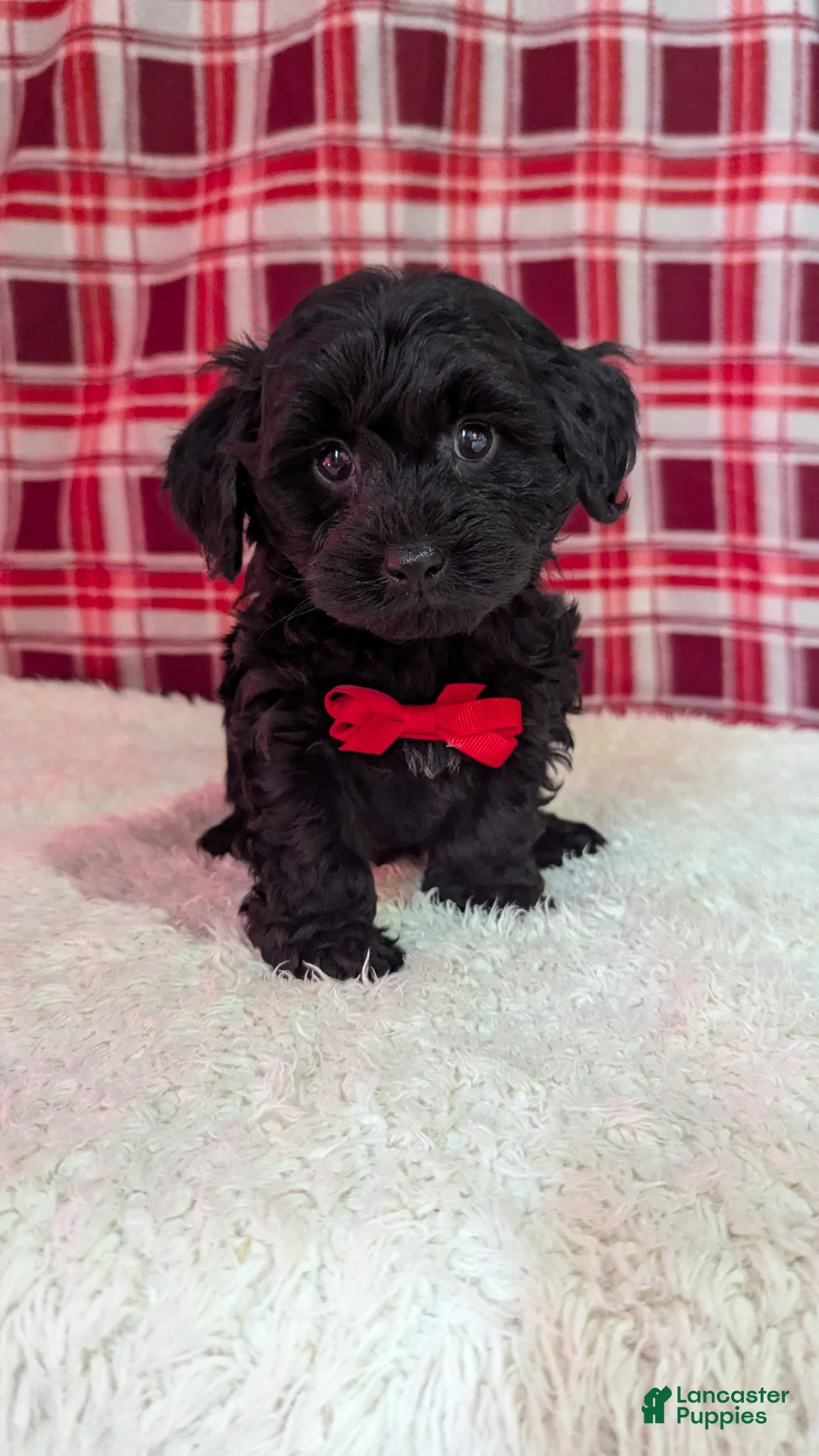 Yorkiepoo dogs for sale: Tyson  - Ad 5
