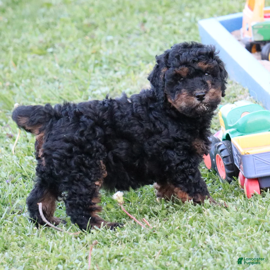 Mini Goldendoodle dogs for sale: Dustin - Ad 2