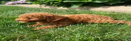 Miniature Poodle dogs for sale: Fran - Ad 3
