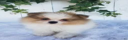 Pomeranian dogs for sale: Max  - Ad 1