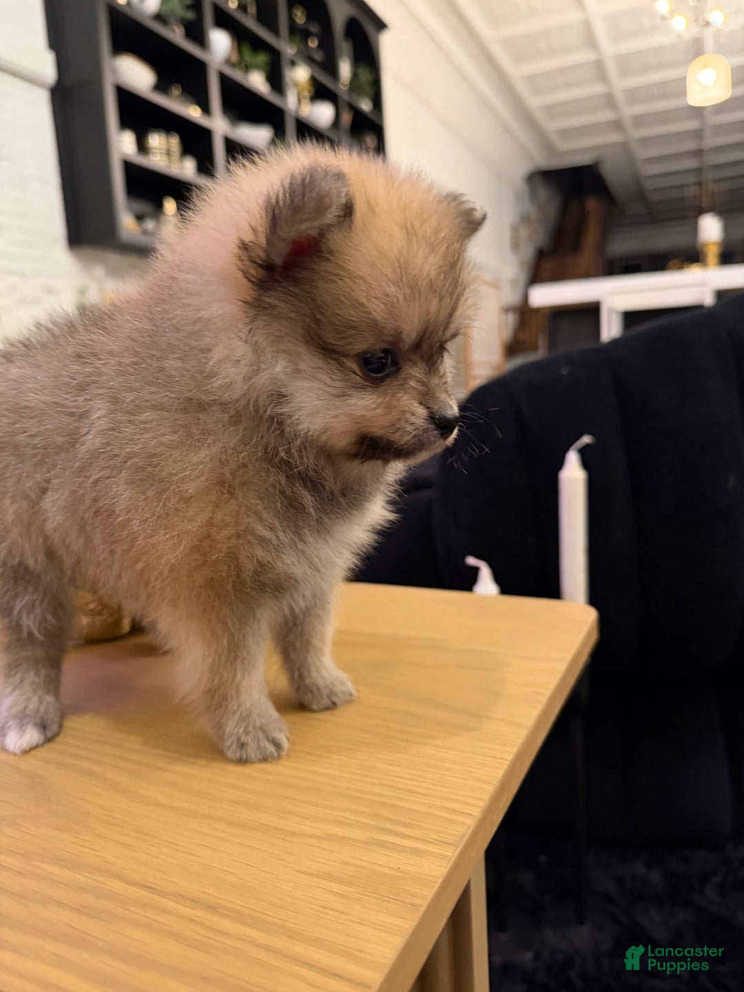 Pomeranian dogs for sale: Tinkerbell - Ad 3