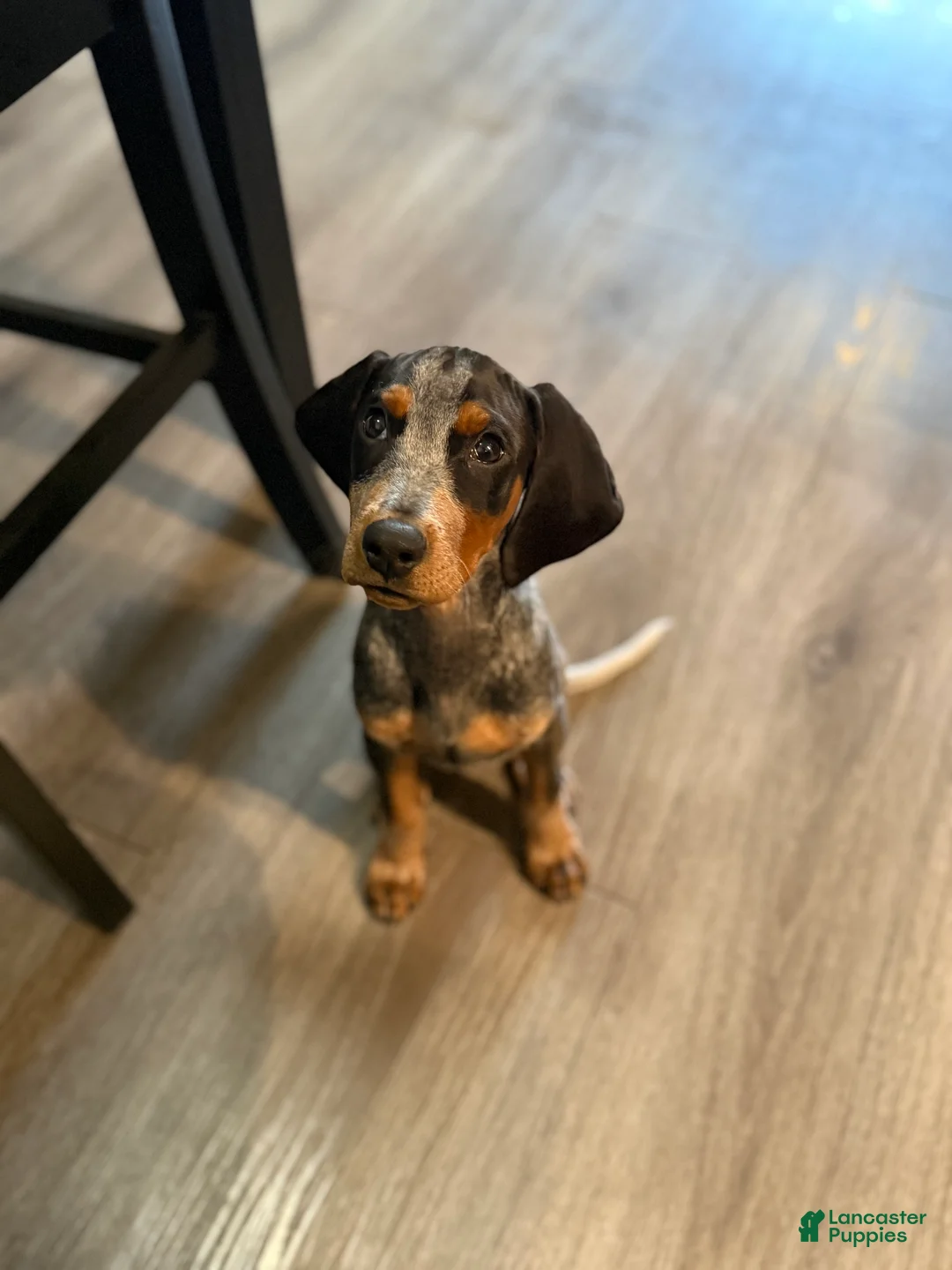 Black And Tan Coonhound dogs for sale: Black And Tan Coonhound Puppy 1 - Ad 5