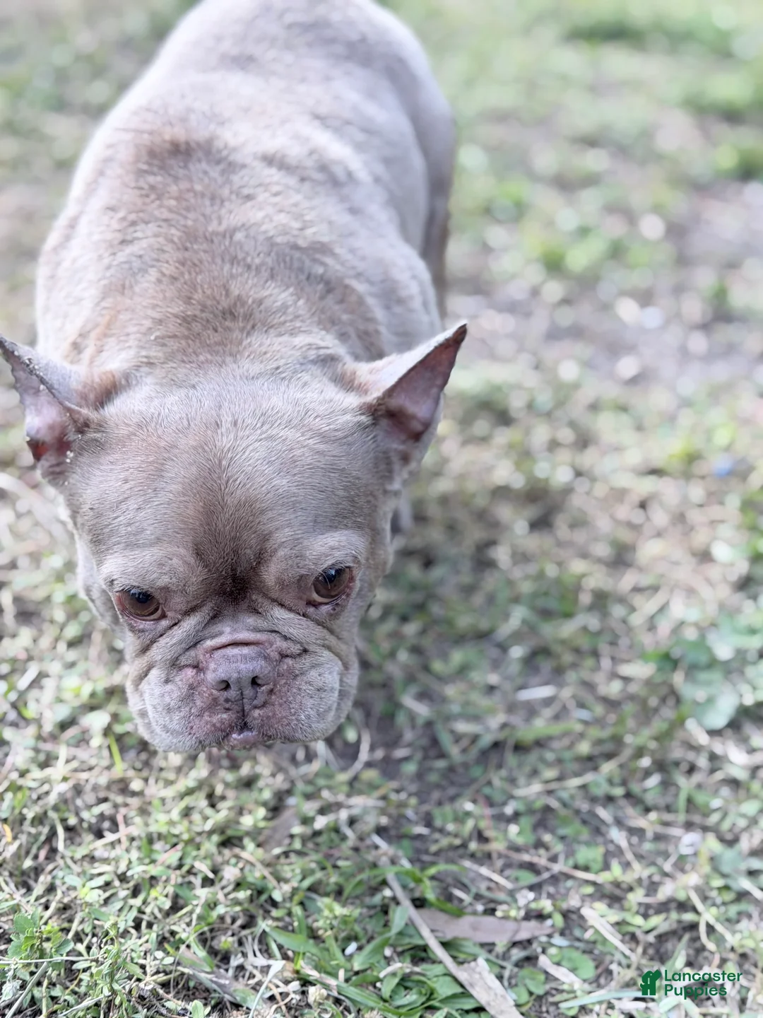 French Bulldog dogs for sale: honey - Ad 5
