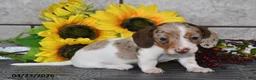 Miniature Dachshund dogs for sale: Jewel - Ad 4