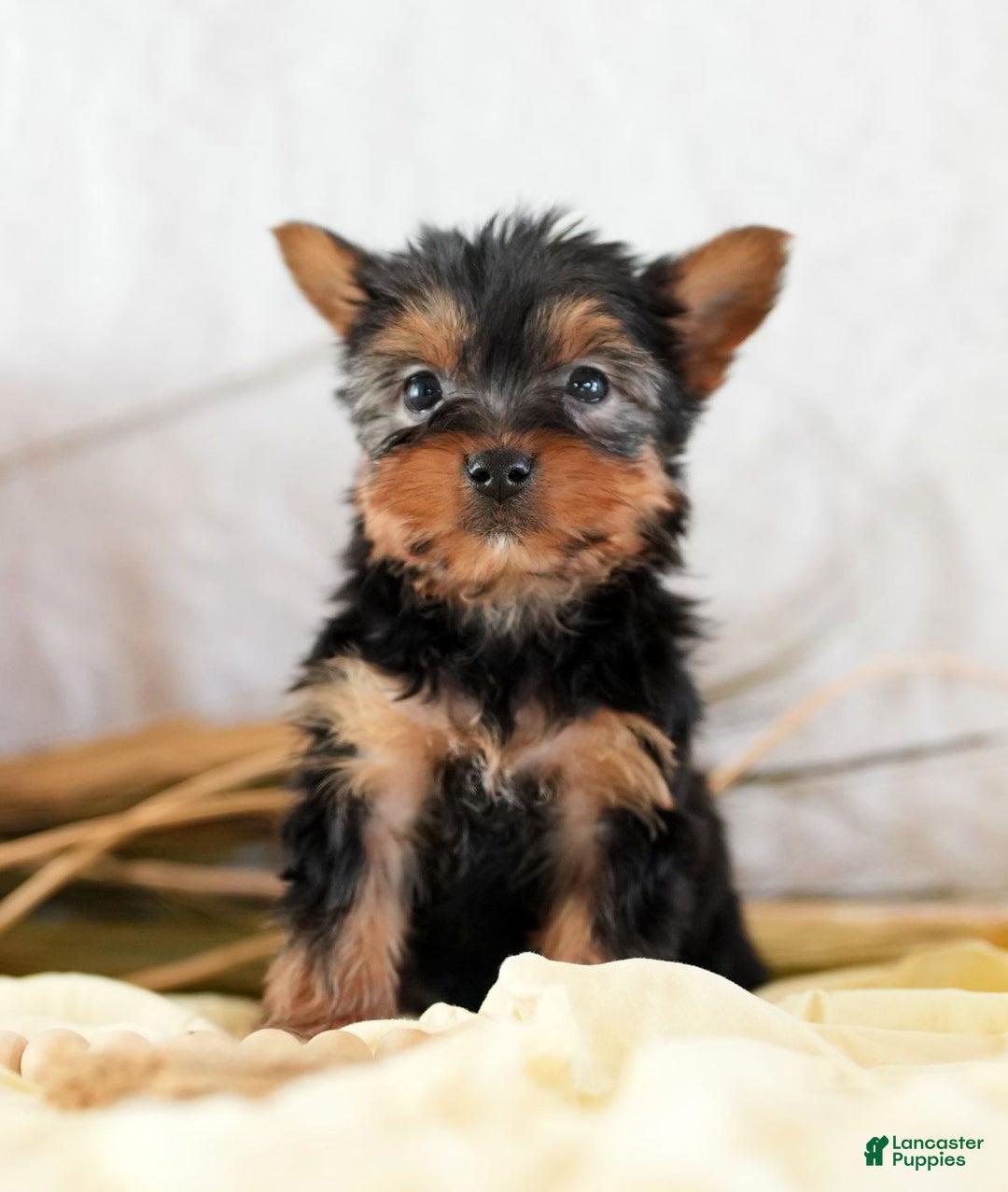 Morkie dogs for sale: Paige - Ad 2