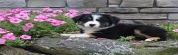 Australian Shepherd dogs for sale: Polly - Ad 3