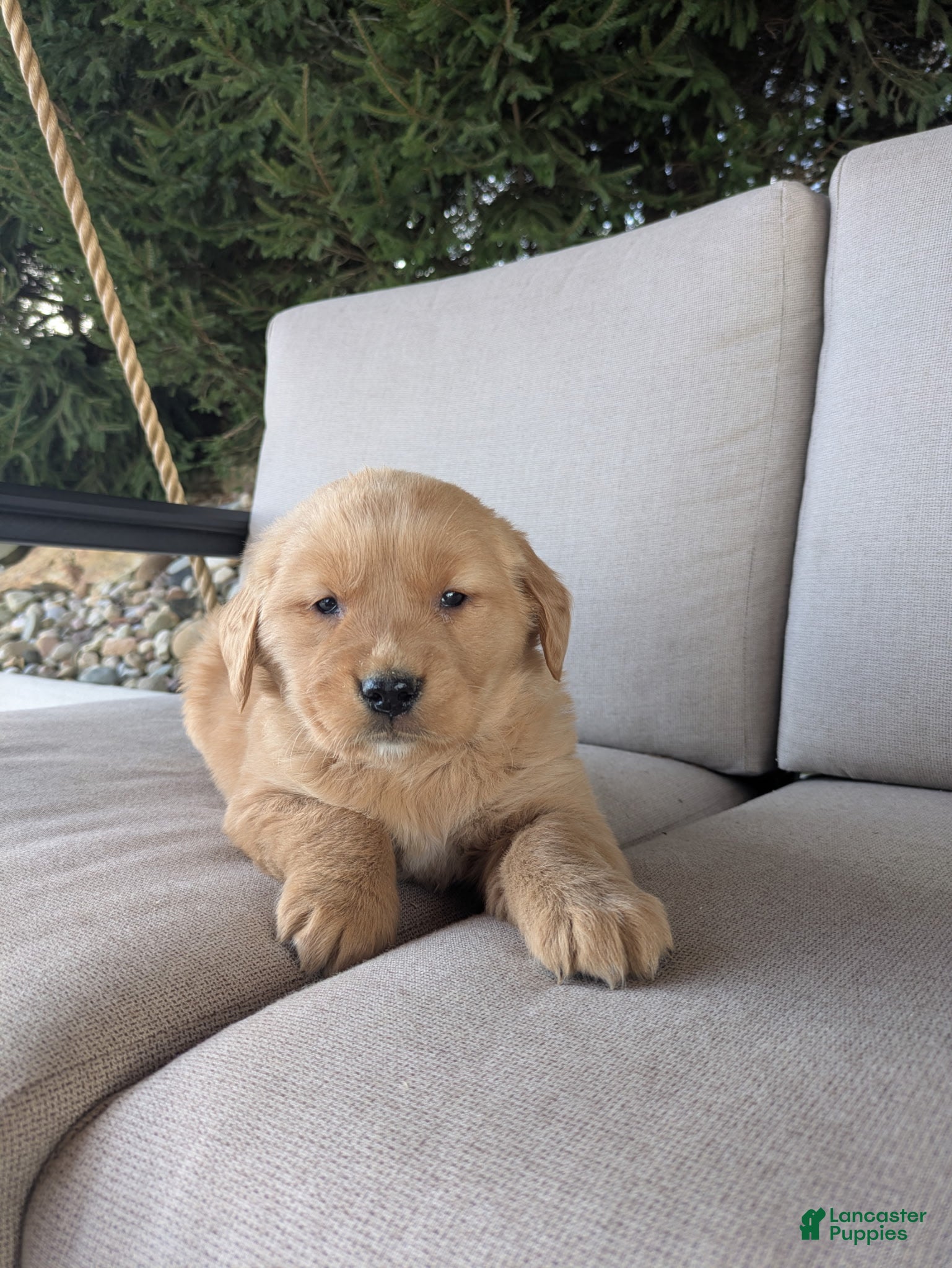 Golden Retriever dogs for sale: Bella  - Ad 1