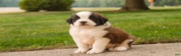 Saint Bernard dogs for sale: William Saint Bernard  - Ad 9