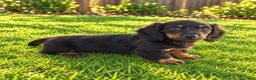 Miniature Dachshund dogs for sale: Benson - Ad 8
