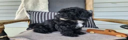 Mini Bernedoodle dogs for sale: Brock - Ad 10
