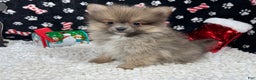 Pomeranian dogs for sale: Pomeranian Puppy 1 - Ad 1