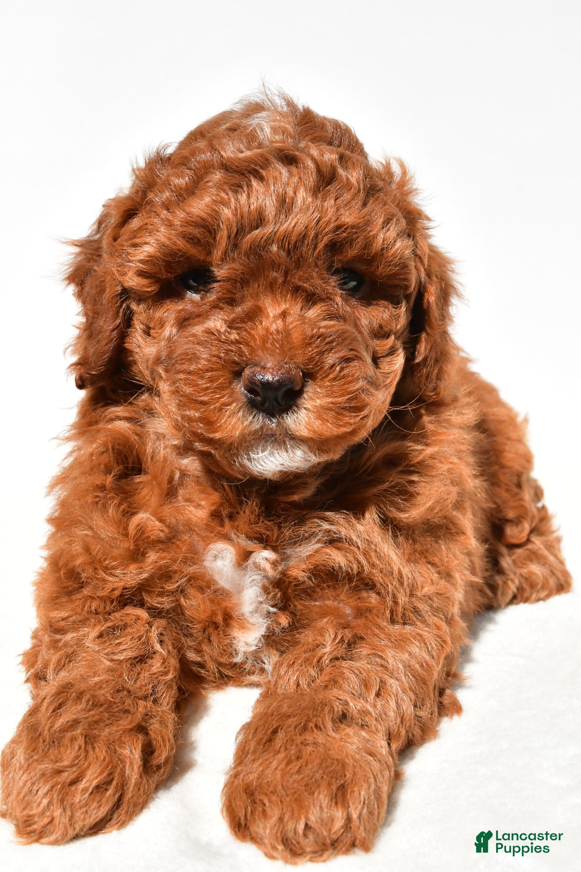 Miniature Poodle dogs Bailey - Ad 2