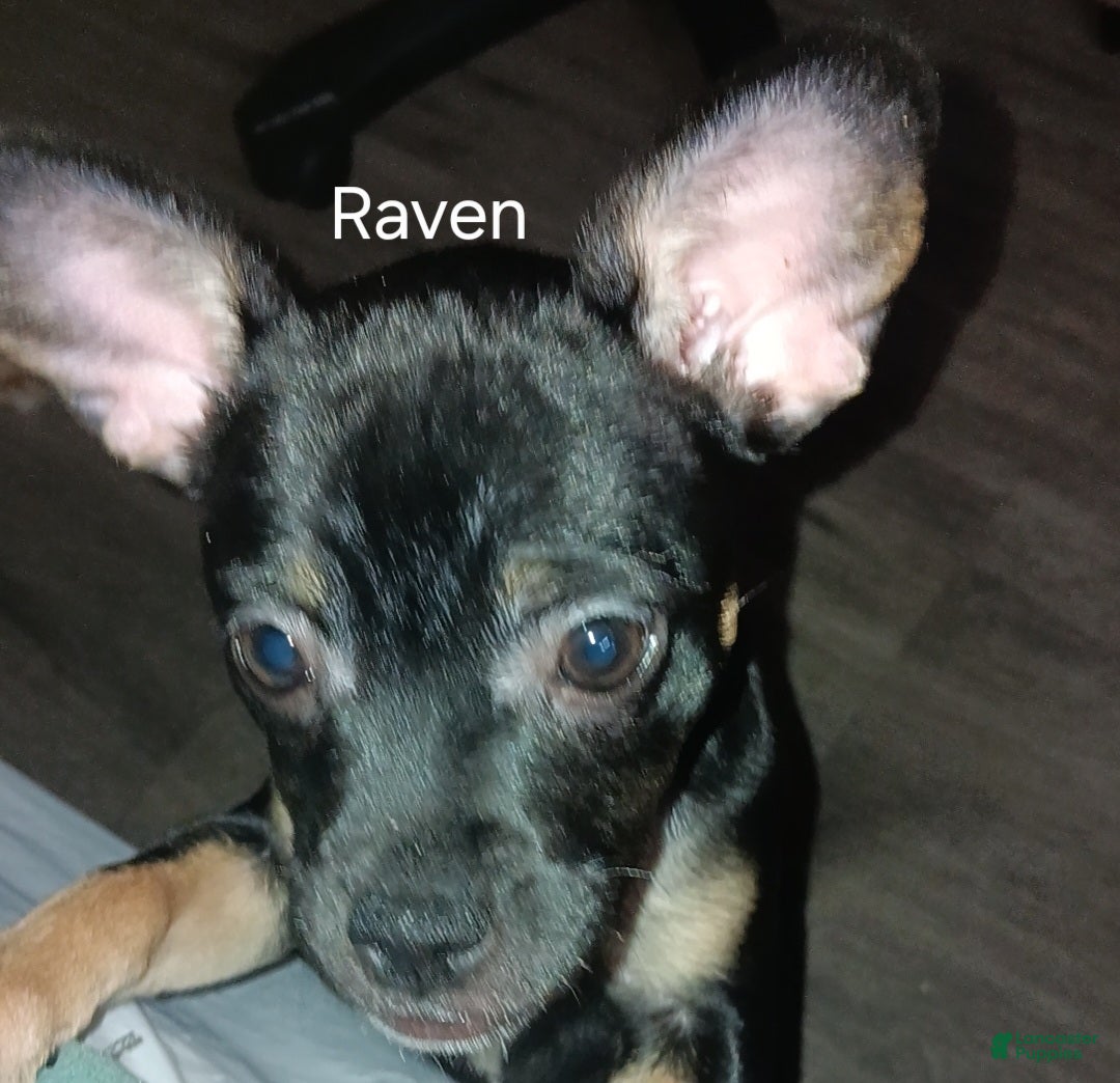 Mixed Breed dogs Mixed Breed Puppy 2 - Ad 12