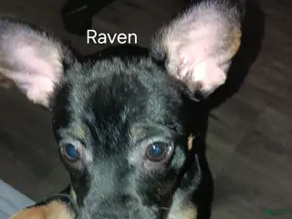 Mixed Breed dogs Mixed Breed Puppy 2 - Ad 12