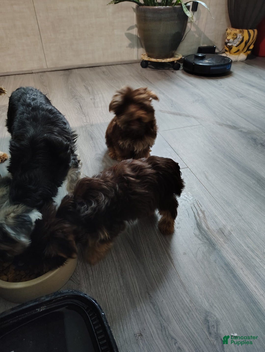 Yorkshire Terrier dogs for sale: Yorkshire Terrier Puppy 2 - Ad 4