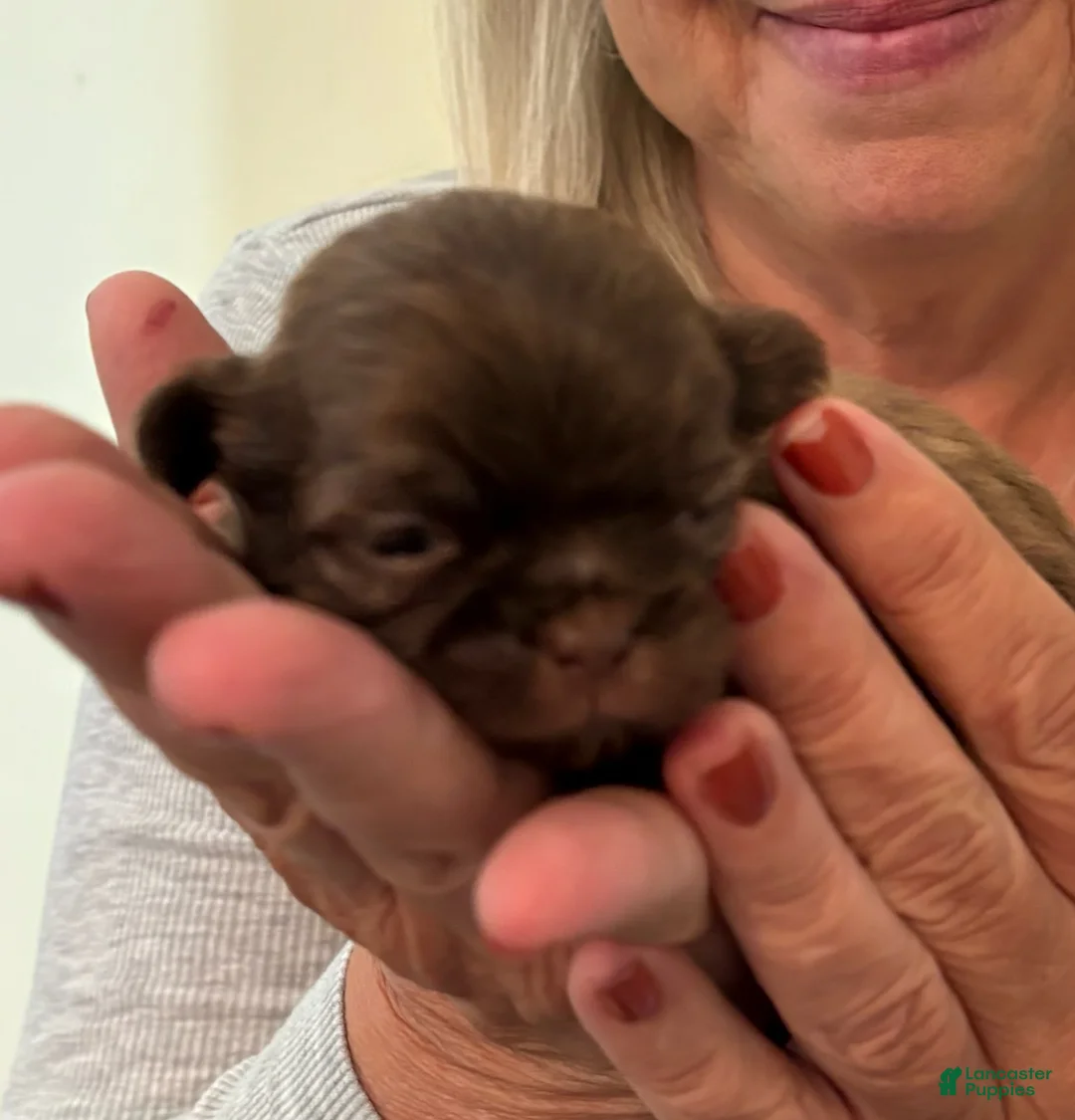 Shih Tzu dogs for sale: X - Male 3 - Ad 2