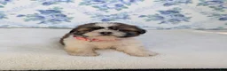 Shih Tzu dogs for sale: Felicity  - Ad 6
