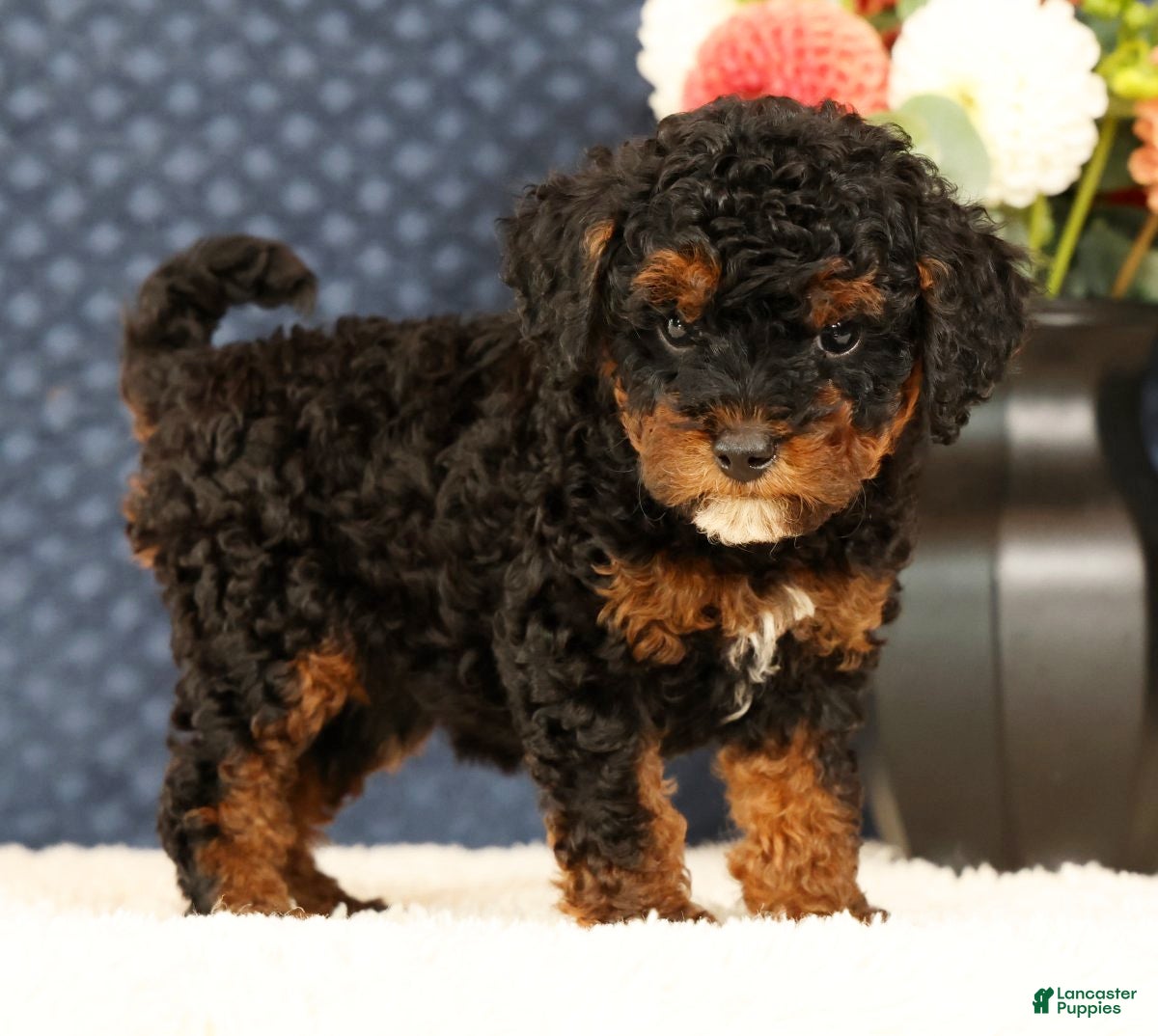 Havapoo dogs Doogie - Ad 1