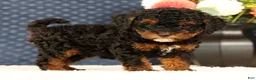 Havapoo dogs for sale: Doogie - Ad 1