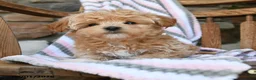 Maltipoo dogs for sale: Pluto - Ad 1