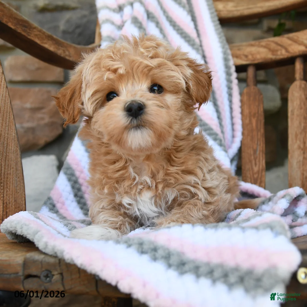 Maltipoo dogs for sale: Pluto - Ad 1