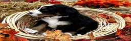 Mixed Breed dogs for sale: Willow - Ad 4