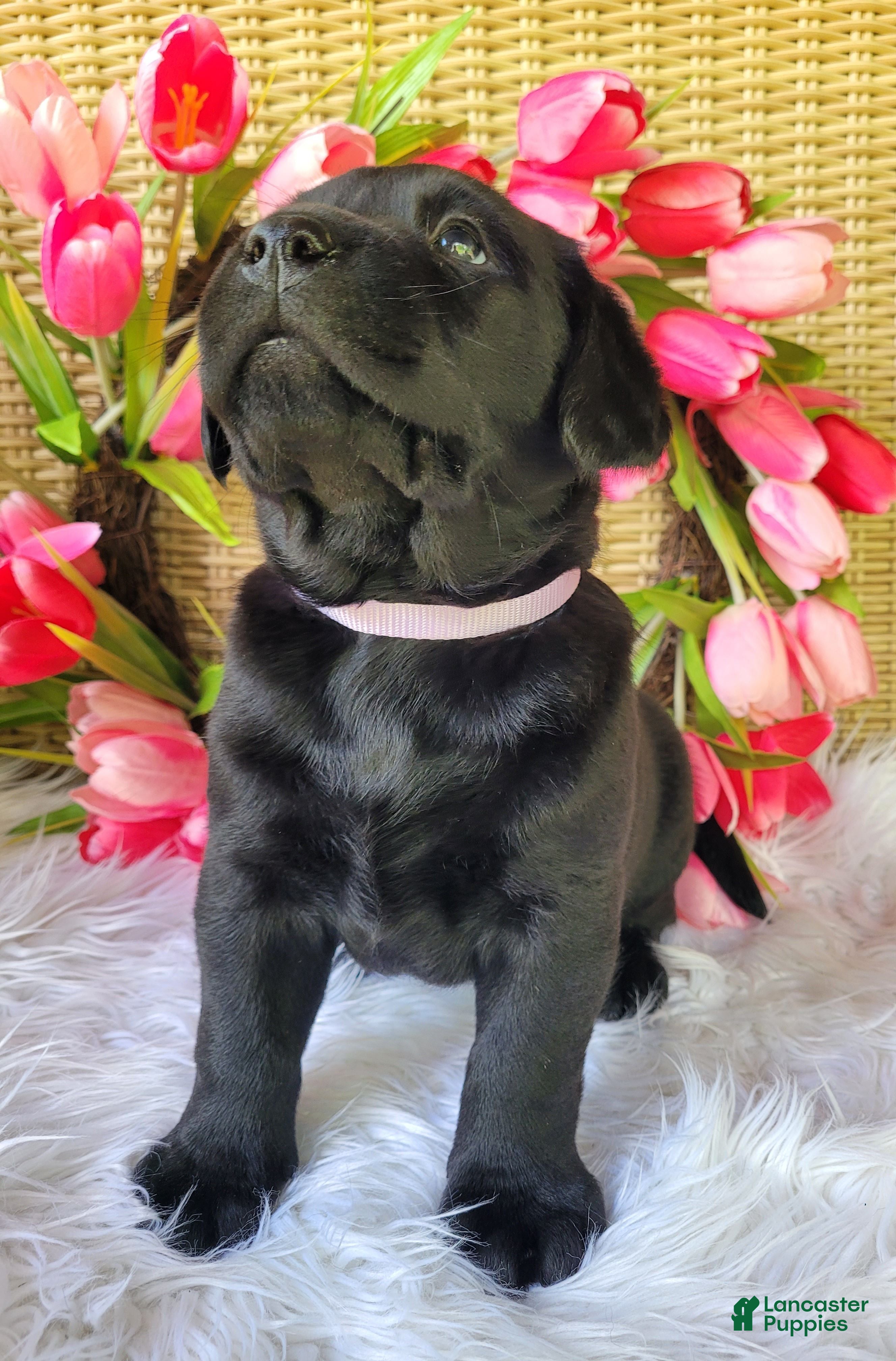 Labrador Retriever dogs Molly - Ad 2