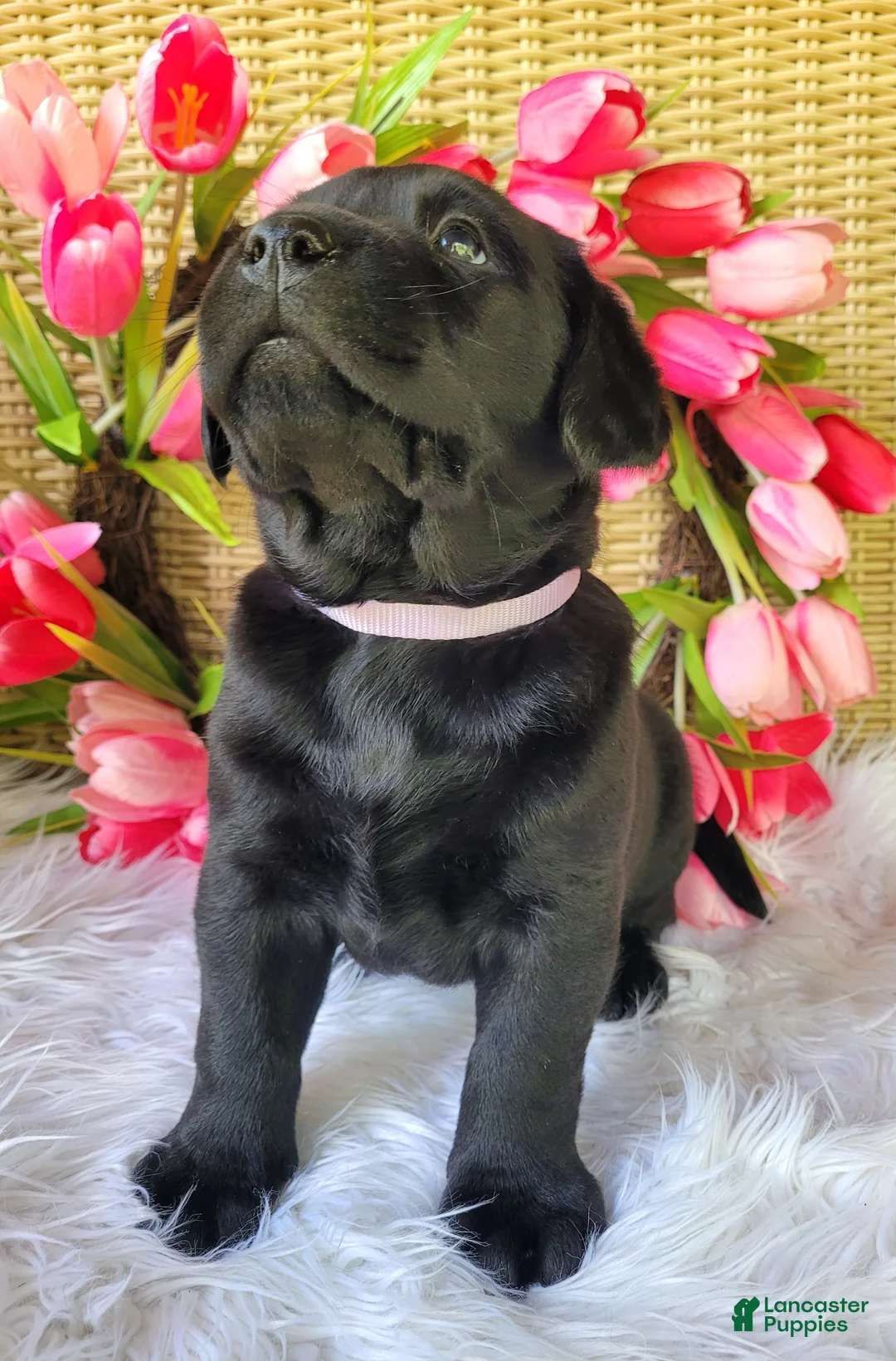 Labrador Retriever dogs for sale: Molly - Ad 2