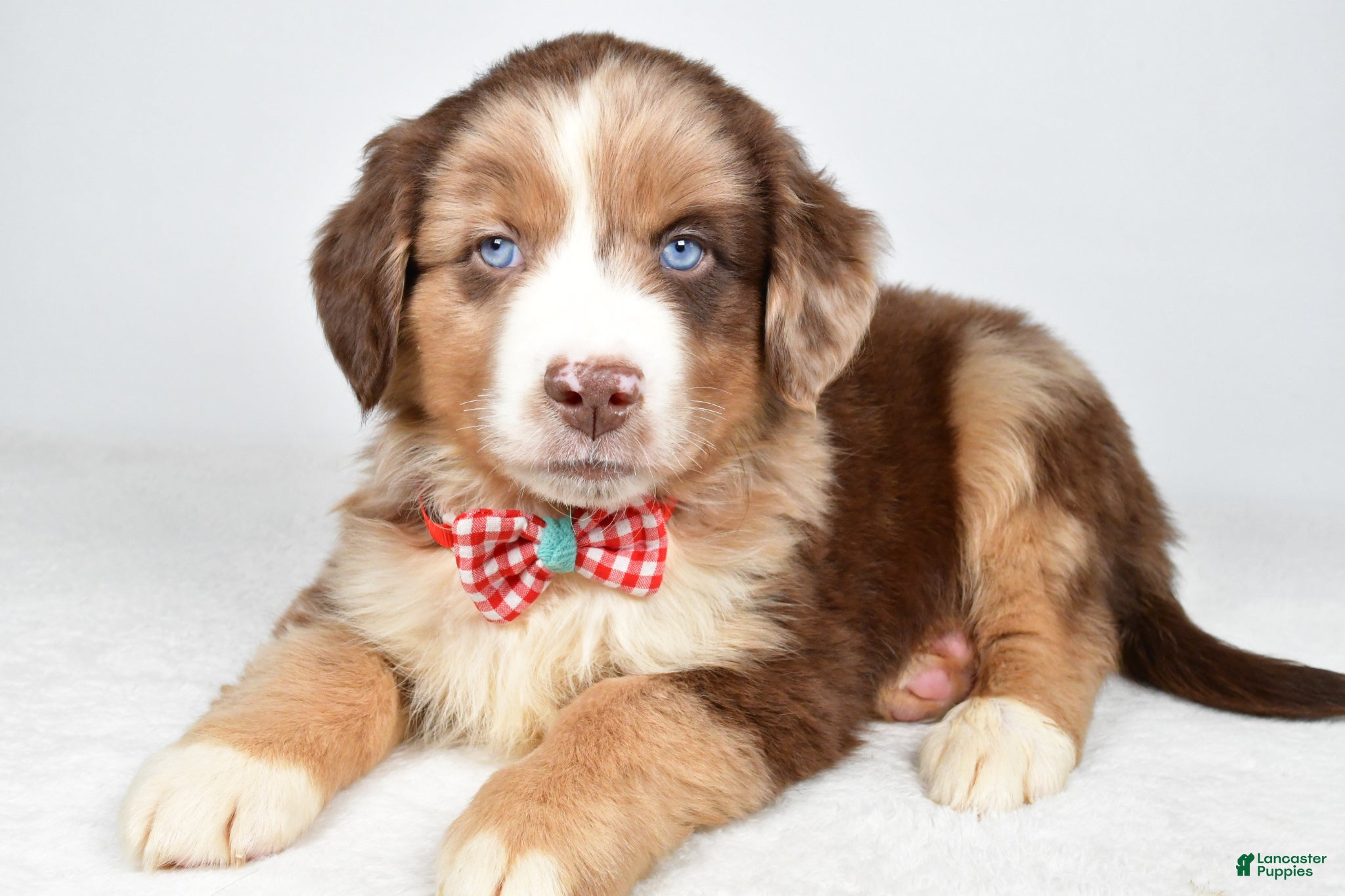 Miniature Australian Shepherd dogs Flynn - Ad 1