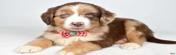 Miniature Australian Shepherd dogs for sale: Flynn - Ad 4