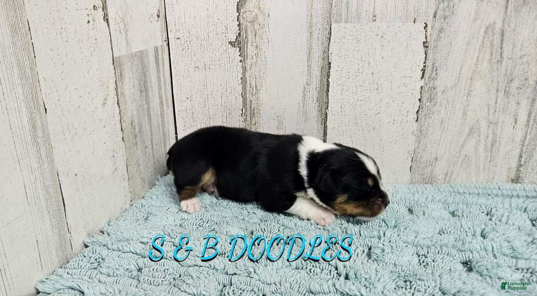 Miniature Australian Shepherd dogs for sale: GreenArrow - Ad 6