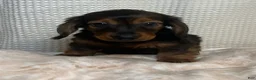Miniature Dachshund dogs for sale: Trixie  - Ad 9