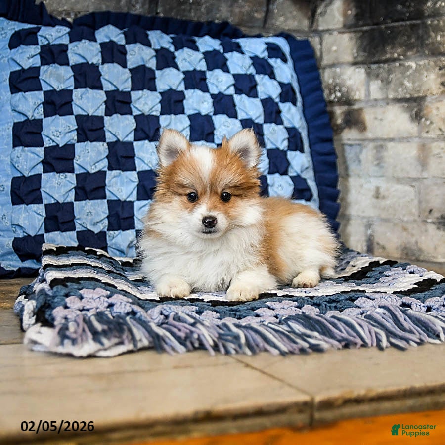 Pomeranian dogs Pumpkin - Ad 2