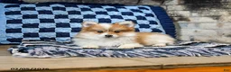 Pomeranian dogs for sale: Pumpkin - Ad 2